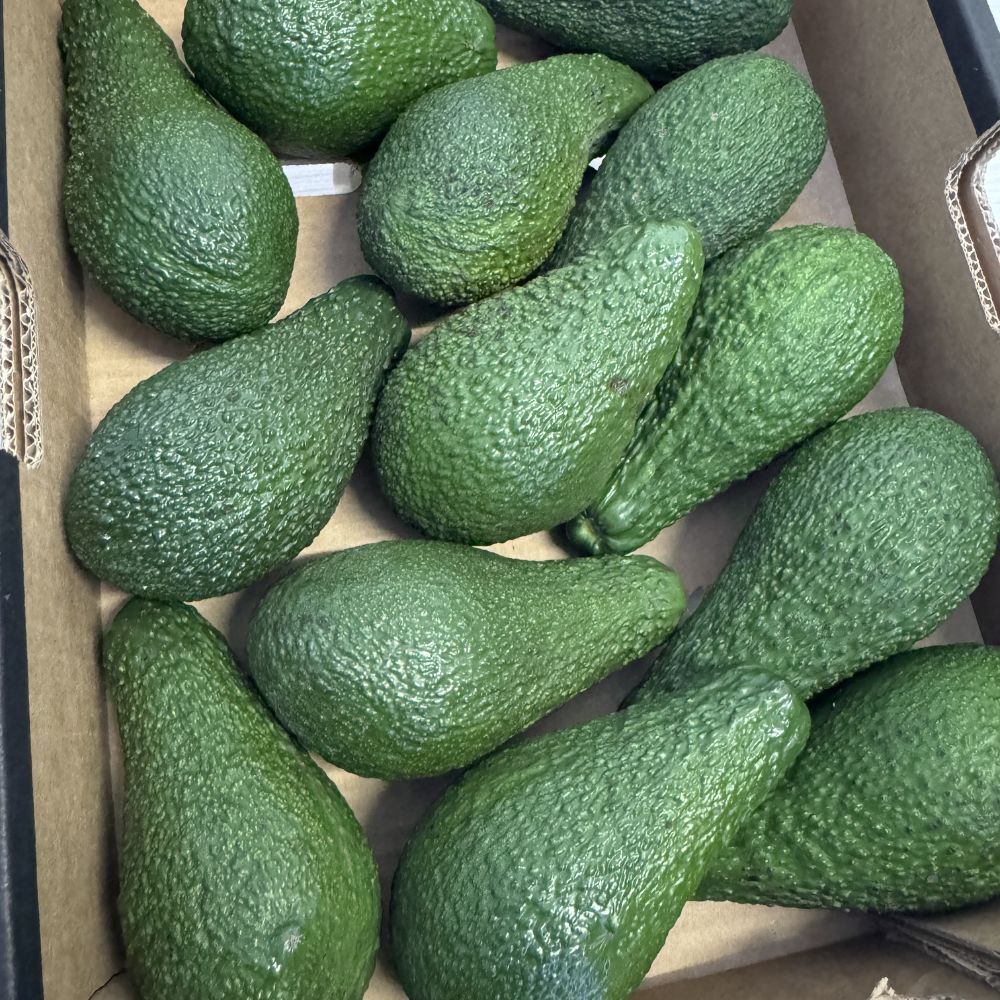 Avocado 1 Cassa 10/14 pezzi