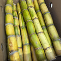 Canna da zucchero 1 cassa 10 pezzi