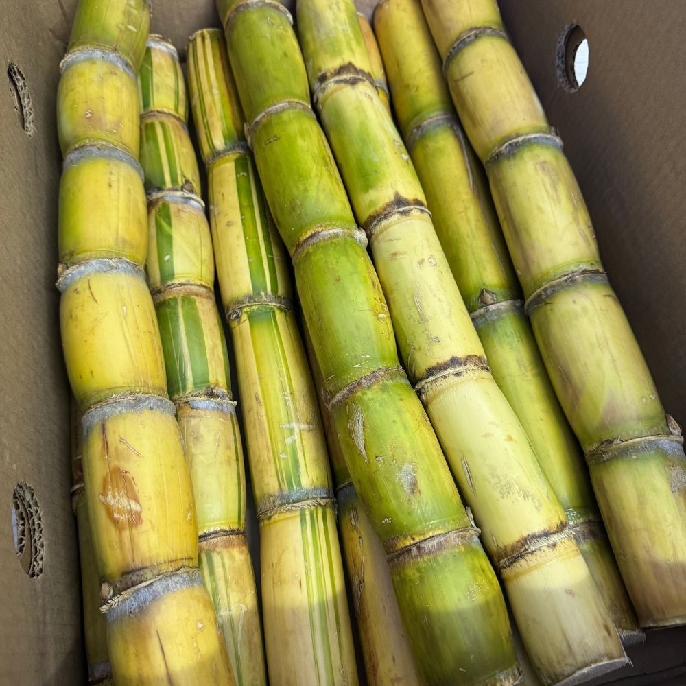 Canna da zucchero 1 cassa 10 pezzi